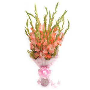 Lady Love 12 Orange Gladiolus