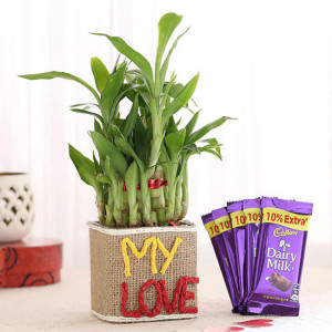 2 Layer Lucky Bamboo In My Love Vase & Dairy Milk Chocolates