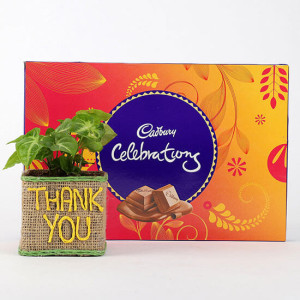 Syngonium Plant In Thank You Vase With Cadbury Celebrations