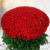 1000 Red Roses Bunch