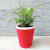 Syngonium Plant Red Pot