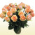 24 Versilia Roses (Peach)