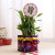 Lucky Bamboo with Love Tag & Dairy Milk Combo