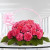 Memorable Moments 20 Pink Carnations Online