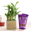 2 Layer Lucky Bamboo In Glass Vase With Dairy Milk Silk Chocolates
