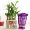 2 Layer Lucky Bamboo For Wife With Dairy Milk Silk Chocolates