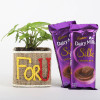 Syngonium Plant in For You Vase & Dairy Milk Silk Chocolates