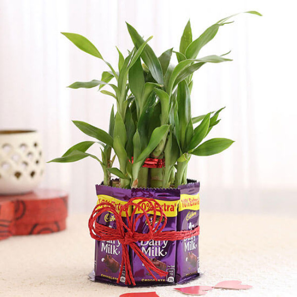 2 Layer Lucky Bamboo With Heart Shaped Tag