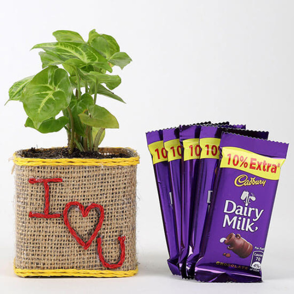 Valentine Special Syngonium Plant With Dairy Milk Chocolates