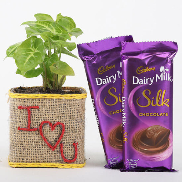 Syngonium Plant With Dairy Milk Silk For Valentines Day